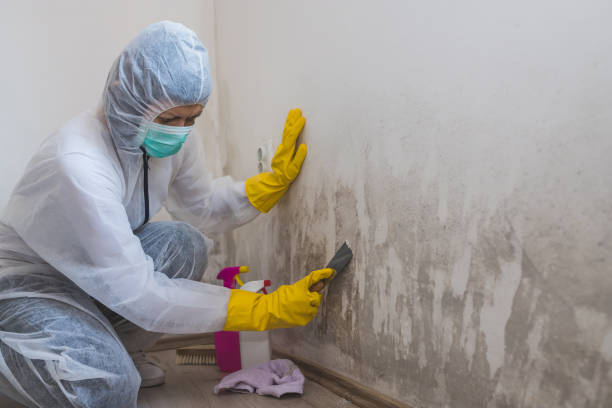 Environmental Consulting for Mold Prevention in Suitland, MD